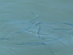 Hyporhamphus acutus