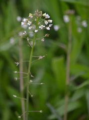 Capsella bursa-pastoris