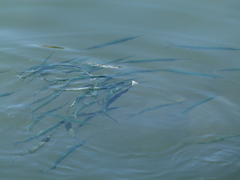 Hyporhamphus acutus