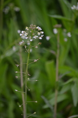 Capsella bursa-pastoris