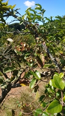 Acridocarpus natalitius natalitius