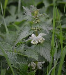 Lamium album
