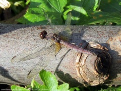 Erythrodiplax melanorubra