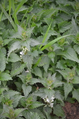 Lamium album
