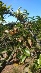 Acridocarpus natalitius natalitius