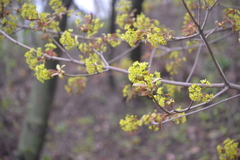 Acer platanoides