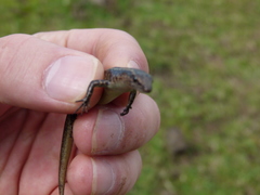 Cryptoblepharus poecilopleurus paschalis