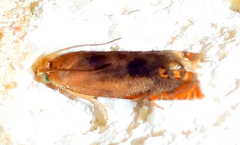 Hystrichophora