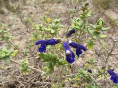 Salvia styphelus