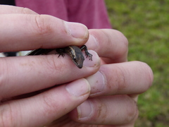 Cryptoblepharus poecilopleurus paschalis