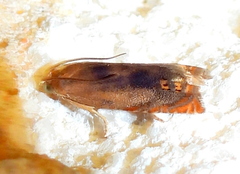 Hystrichophora