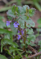 Glechoma hederacea