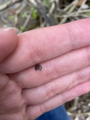Synurella dentata