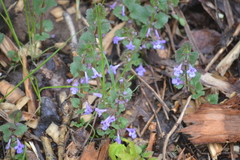 Glechoma hederacea