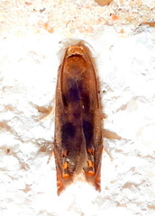 Hystrichophora
