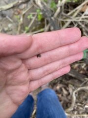 Synurella dentata