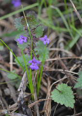 Glechoma hederacea