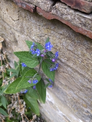 Pentaglottis sempervirens