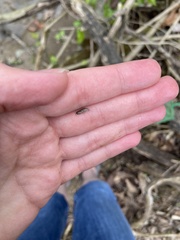 Synurella dentata