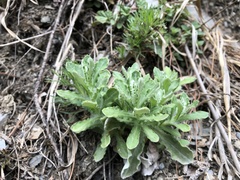 Pseudognaphalium hypoleucum