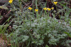 Ranunculus bulbosus aleae