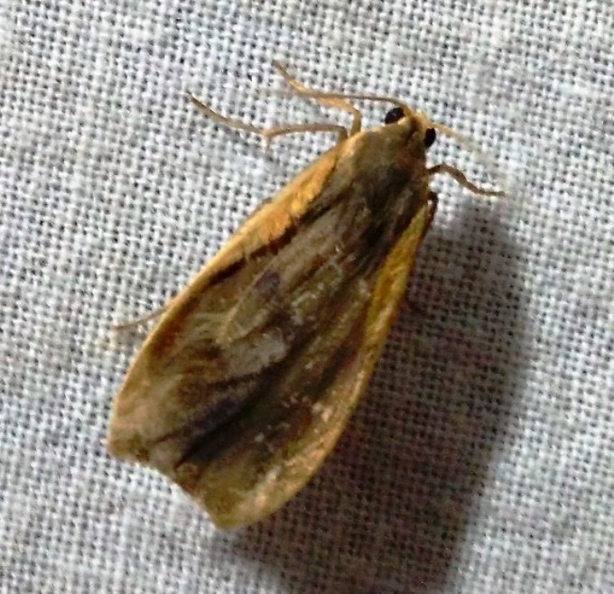 Gampola fasciata