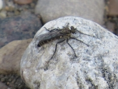 Lasiopogon