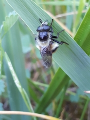 Volucella bombylans