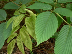 Leea asiatica