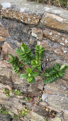 Veronica elliptica
