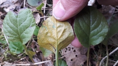 Rossmanomyces pyrolae