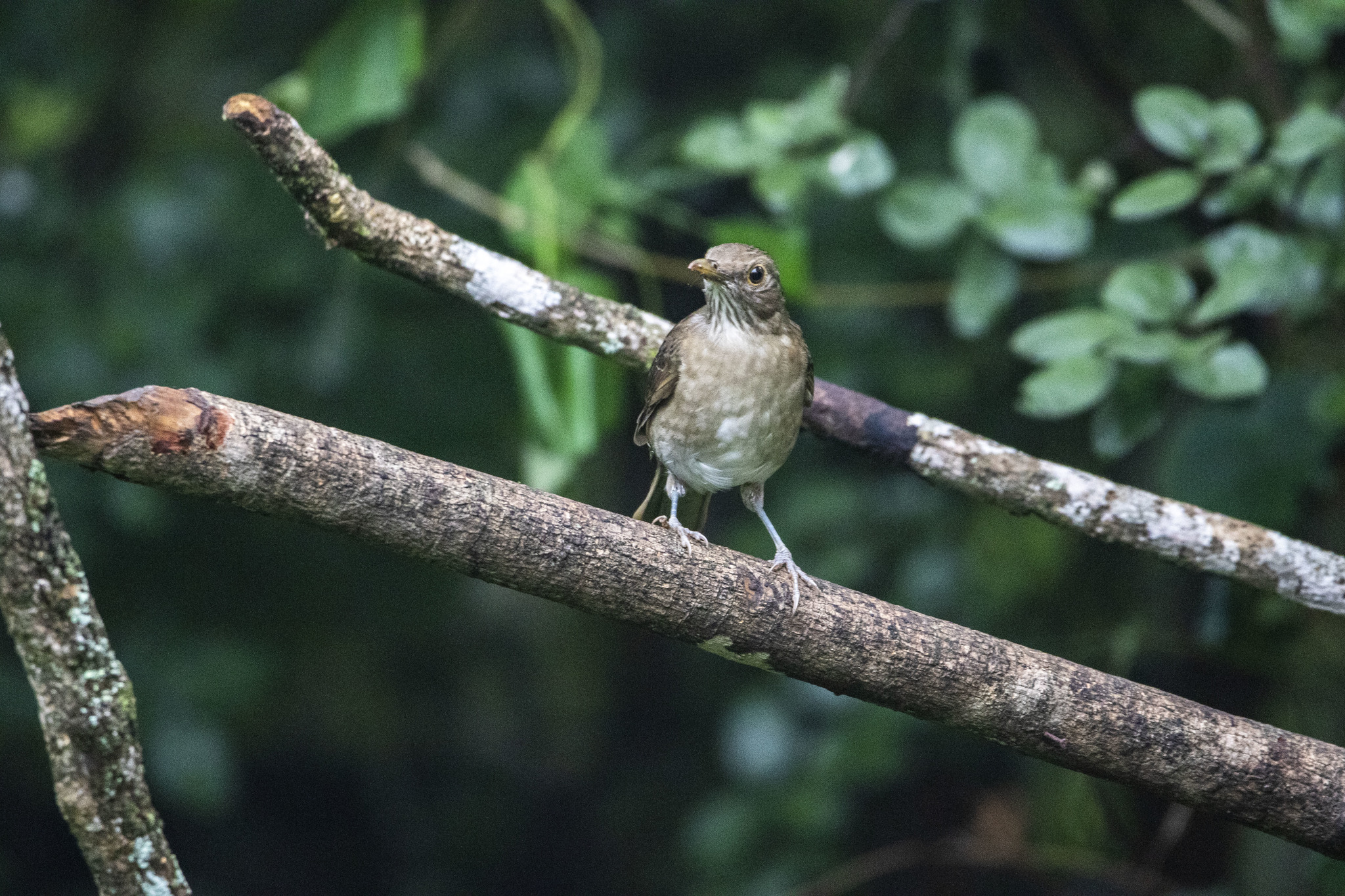 Turdus maculirostris image