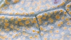 Rossmanomyces pyrolae