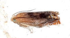 Hystrichophora