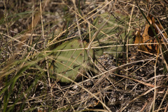 Opuntia cespitosa