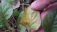 Rossmanomyces pyrolae