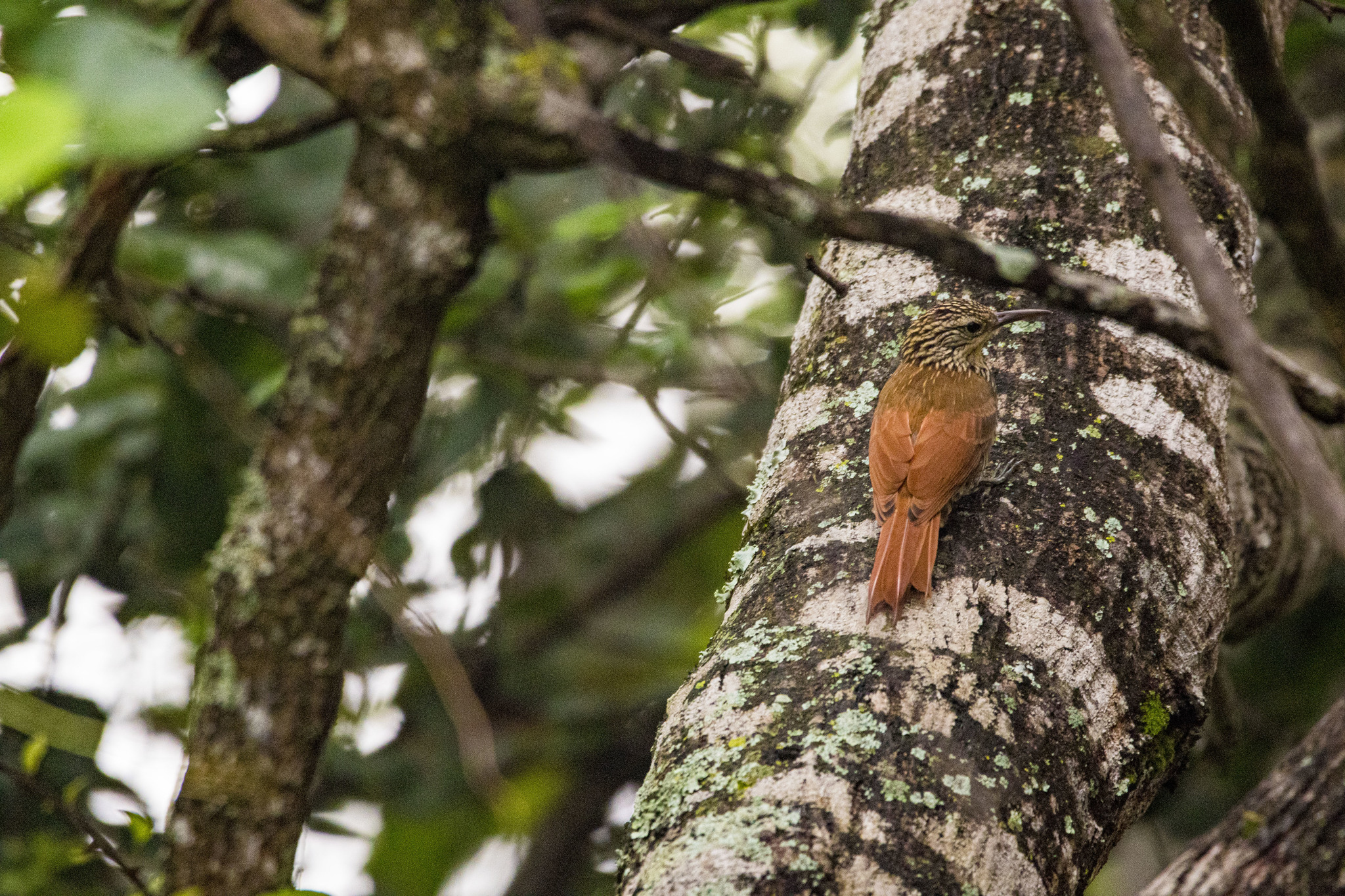 Lepidocolaptes image