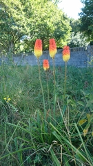 Kniphofia tysonii