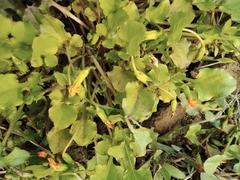 Lapsanastrum apogonoides