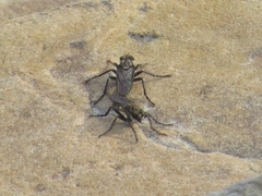 Lasiopogon