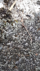 Phaeophyscia sciastra