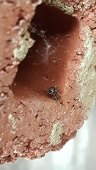 Steatoda nobilis