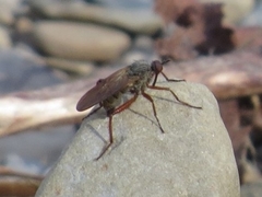 Empis spectabilis