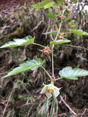Rubus taitoensis