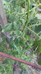 Jasminum multipartitum