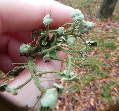 Usnea cirrosa