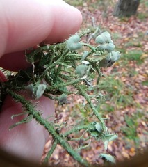 Usnea cirrosa