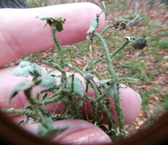 Usnea cirrosa