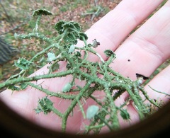 Usnea cirrosa