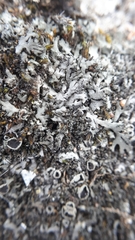 Phaeophyscia sciastra